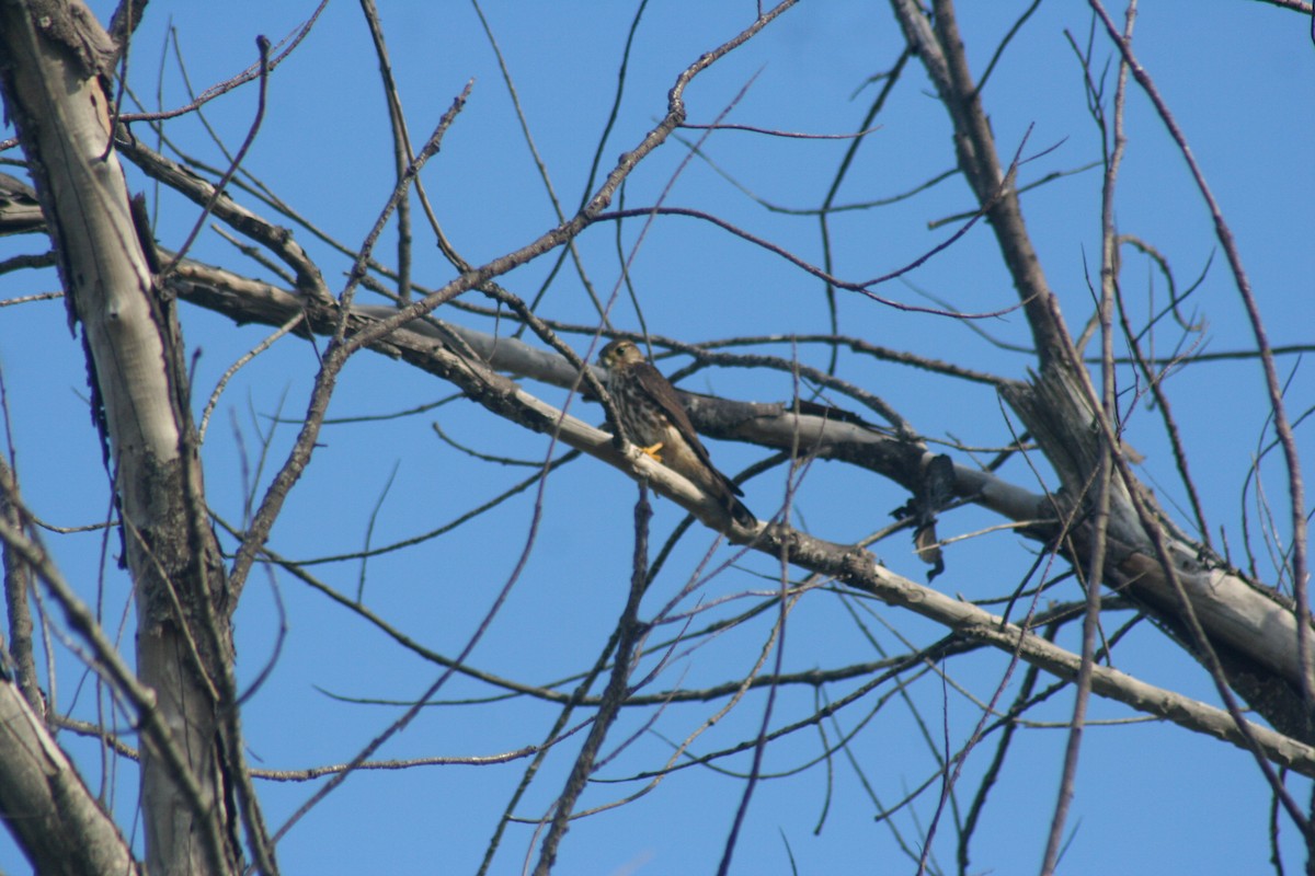 Faucon émerillon - ML646642125