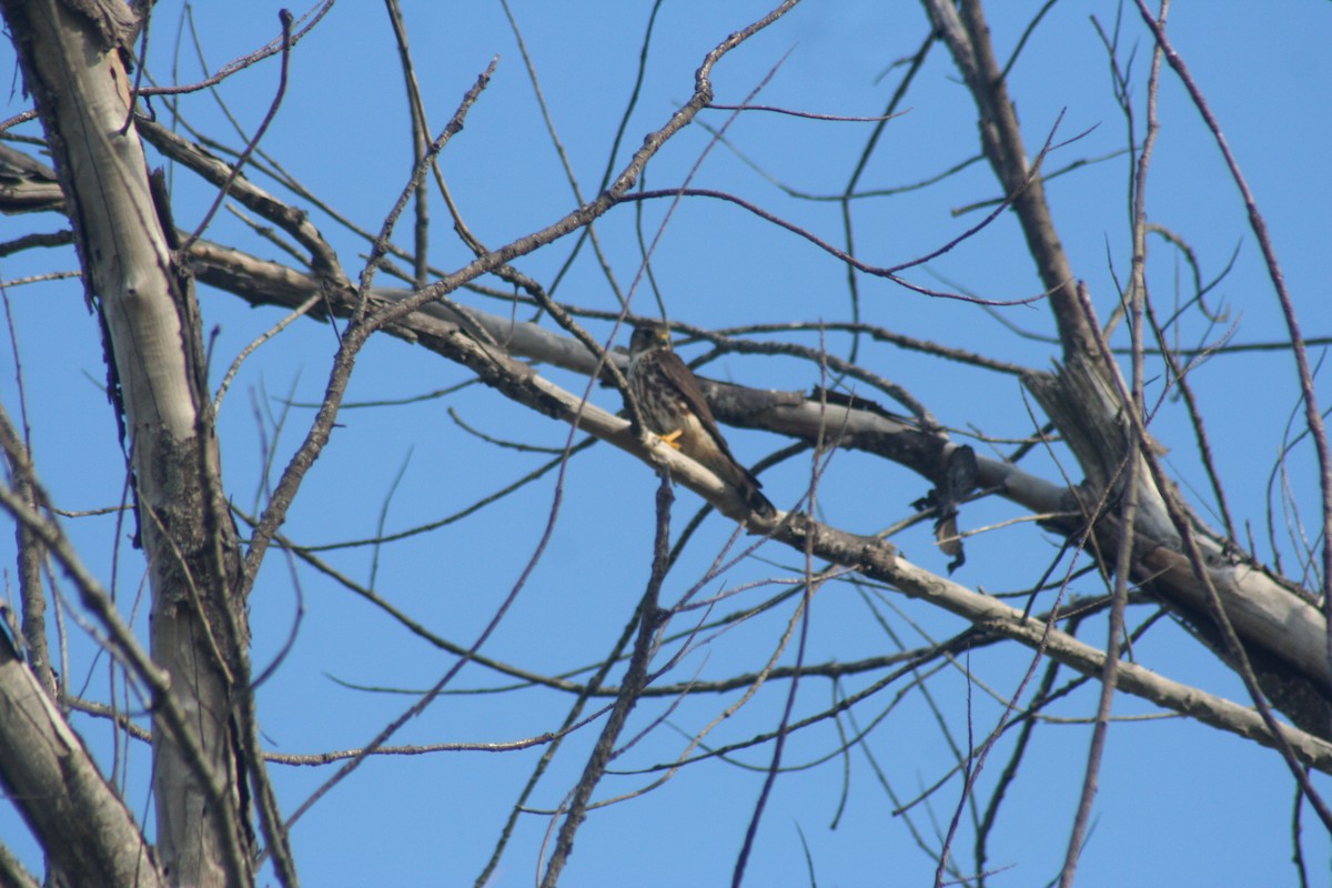 Faucon émerillon - ML646642126