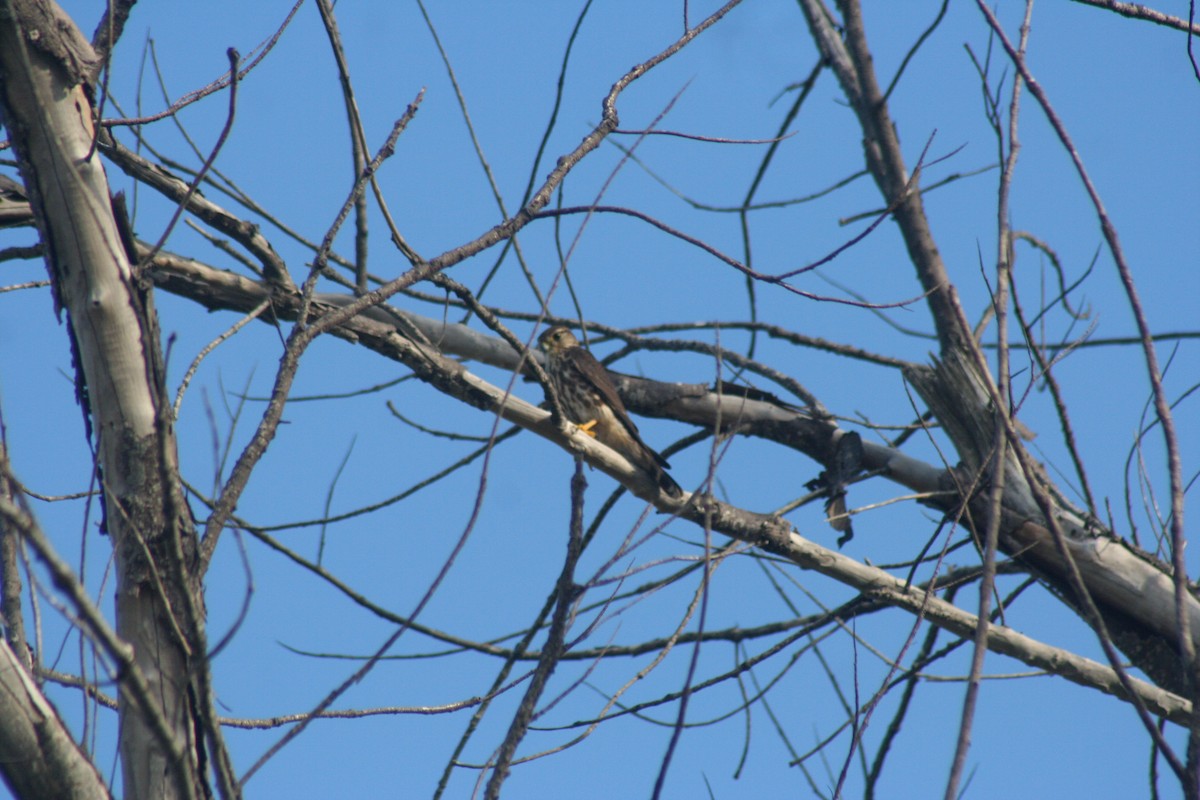 Faucon émerillon - ML646642127