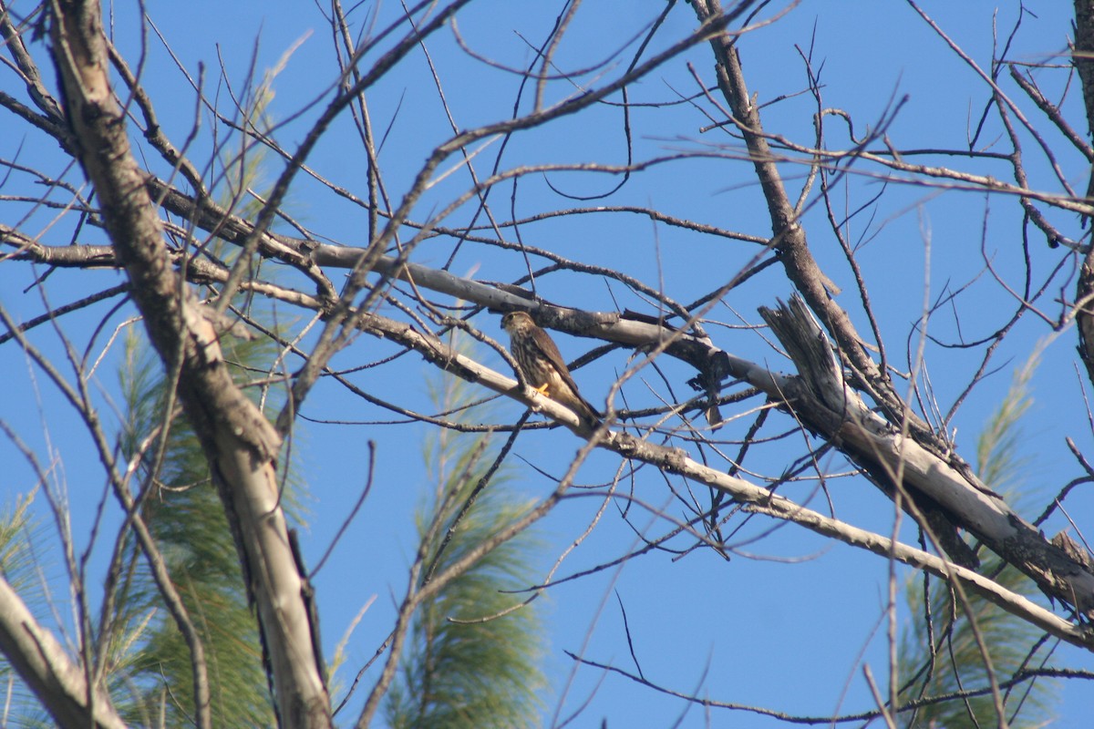 Faucon émerillon - ML646642128