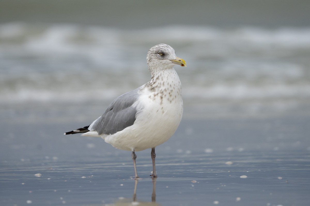 Goéland hudsonien - ML646642138