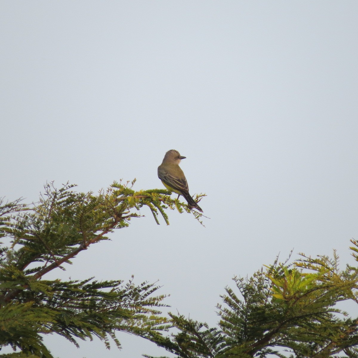 Tyran mélancolique - ML646642139