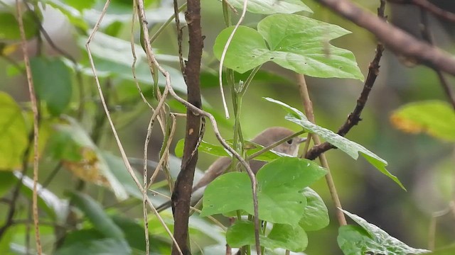 Gobemouche nain - ML646642140