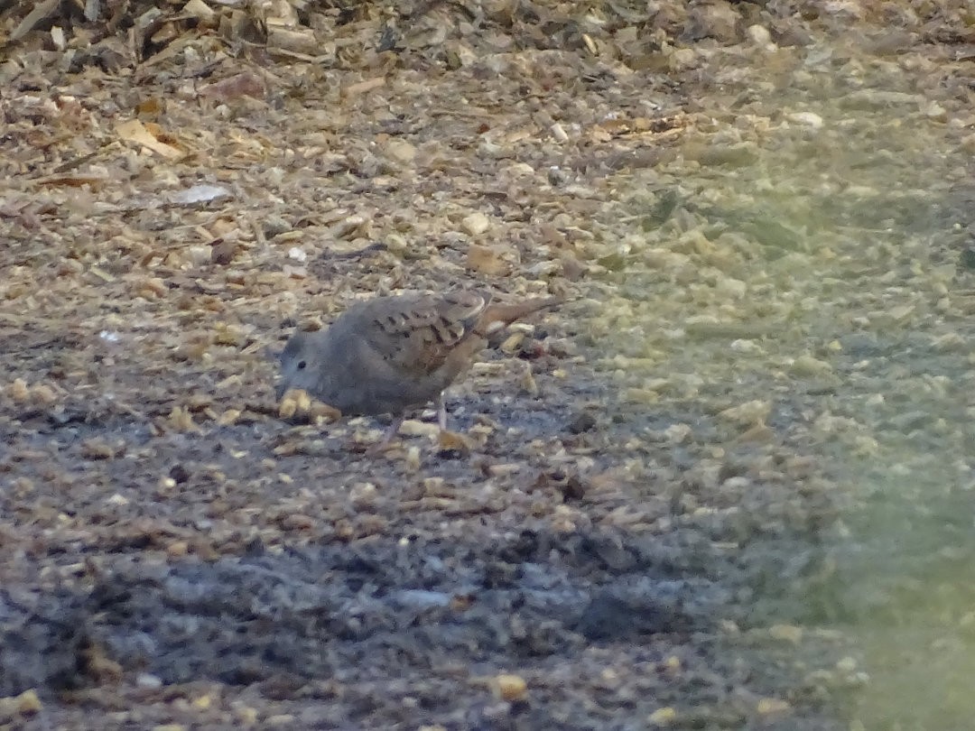 Colombe rousse - ML646642141