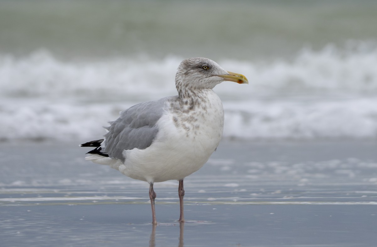 Goéland hudsonien - ML646642142