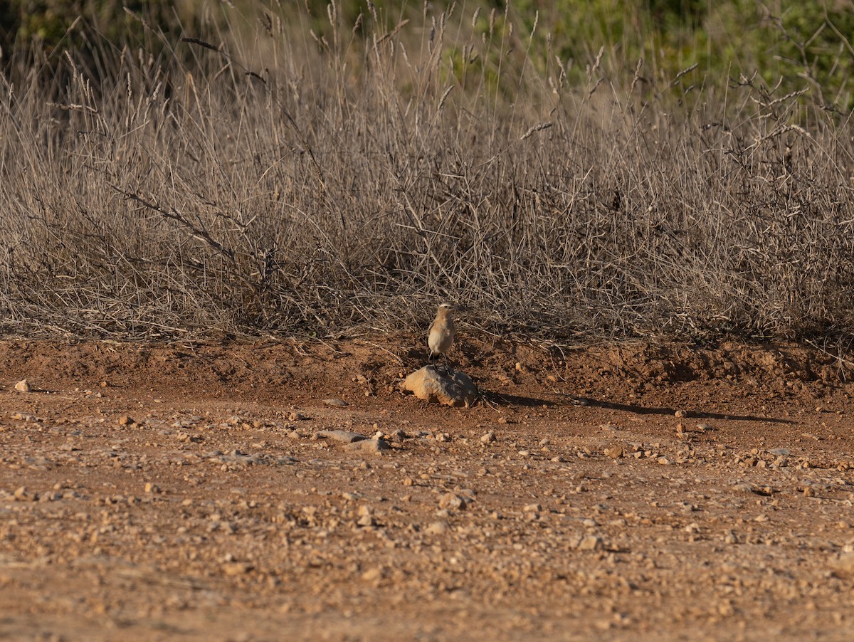 Traquet motteux - ML646642143