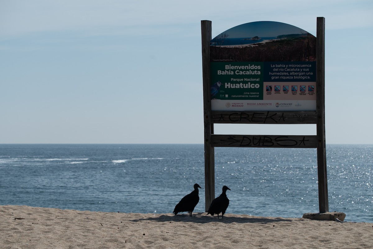 Urubu noir - ML646642150