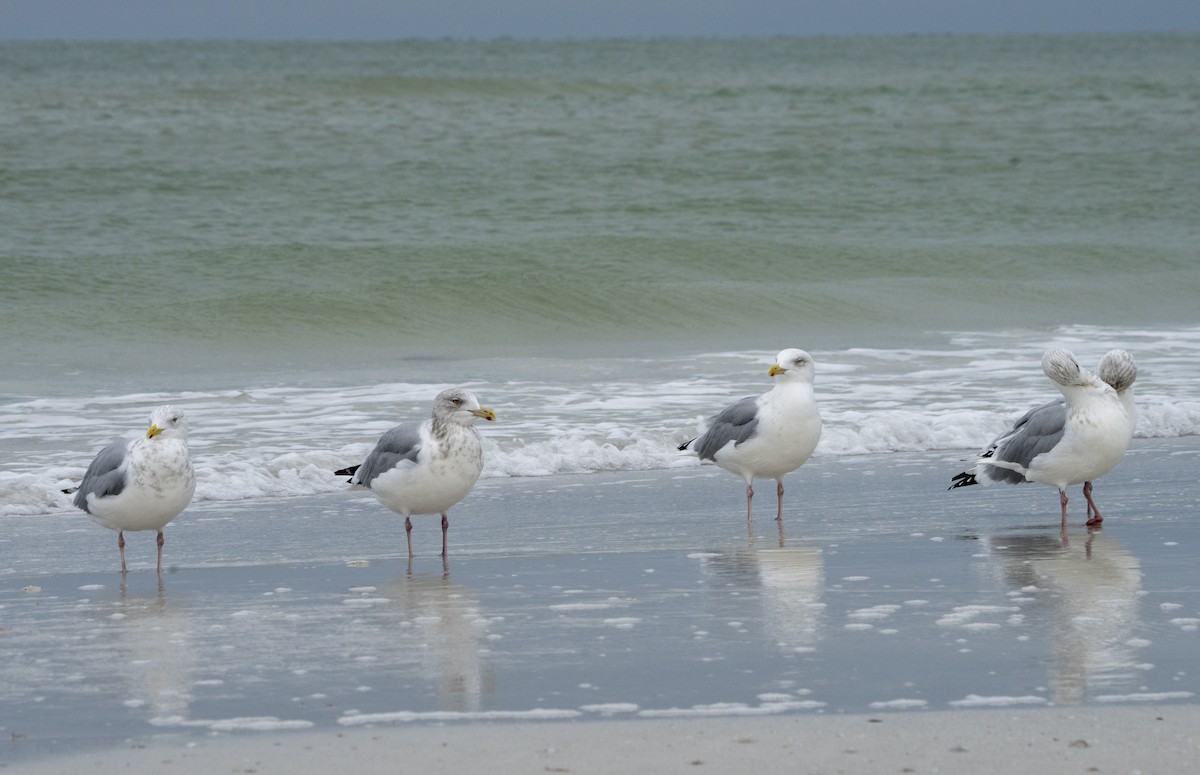 Goéland hudsonien - ML646642151