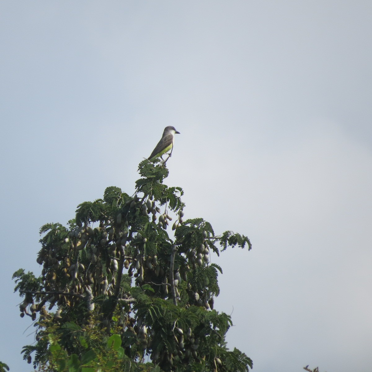 Tyran à bec épais - ML646642152