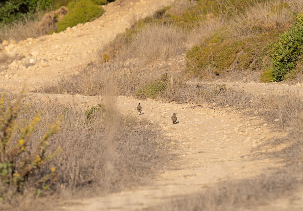 Cochevis huppé - ML646642153