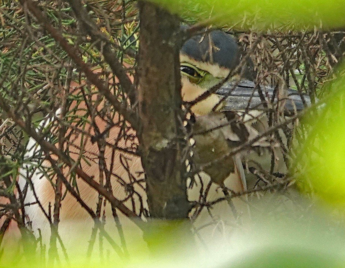 Bihoreau cannelle - ML646642154