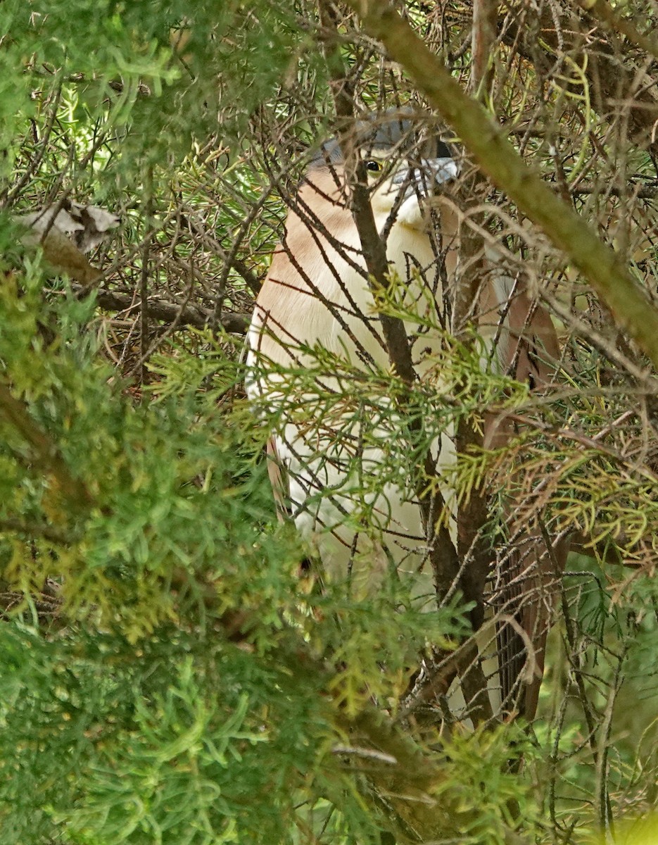 Bihoreau cannelle - ML646642157