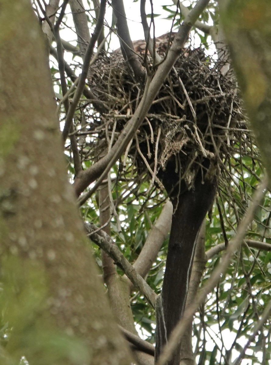 nankinghegre - ML646642160