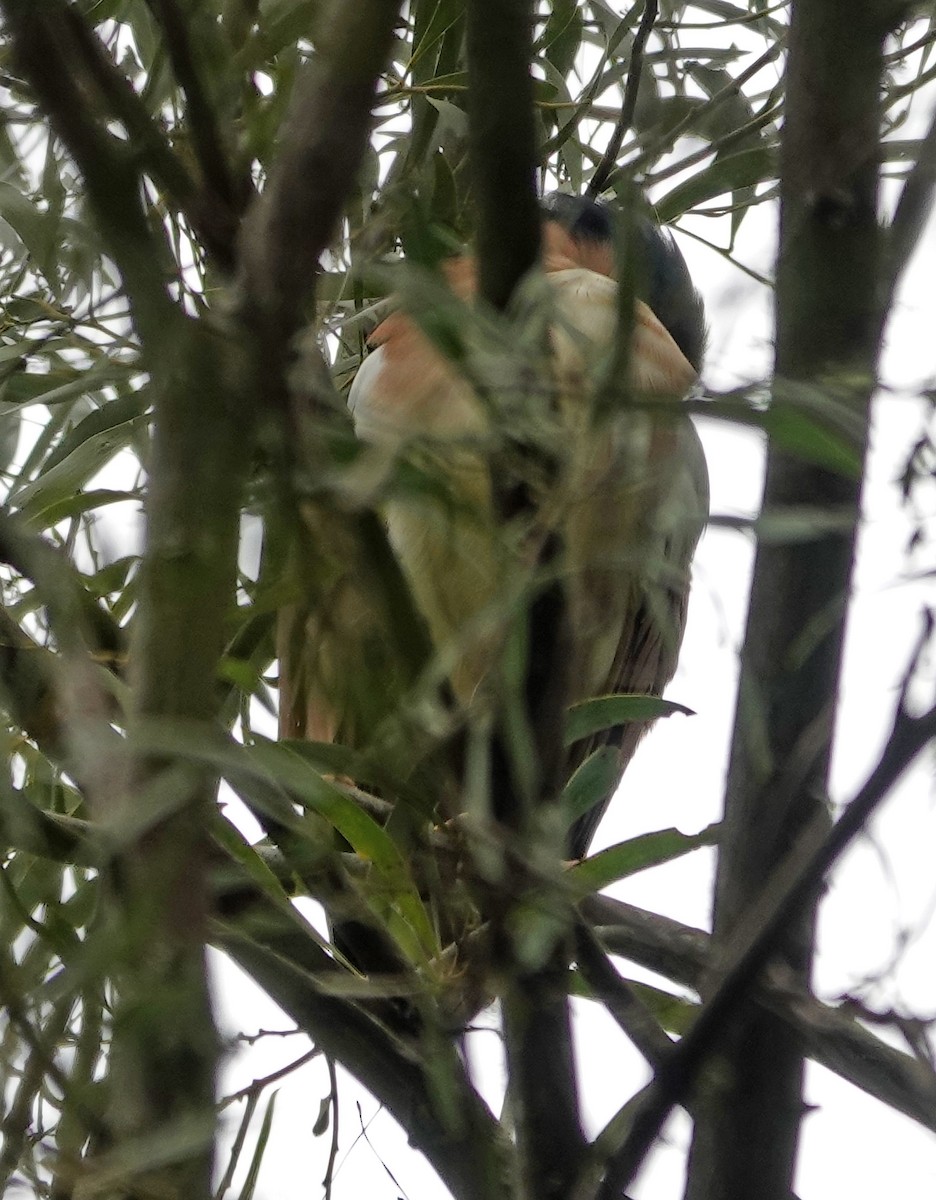 nankinghegre - ML646642167