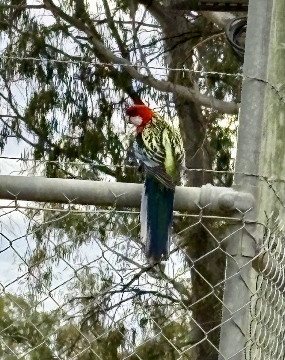 Crimson Rosella (Yellow) - ML646642168