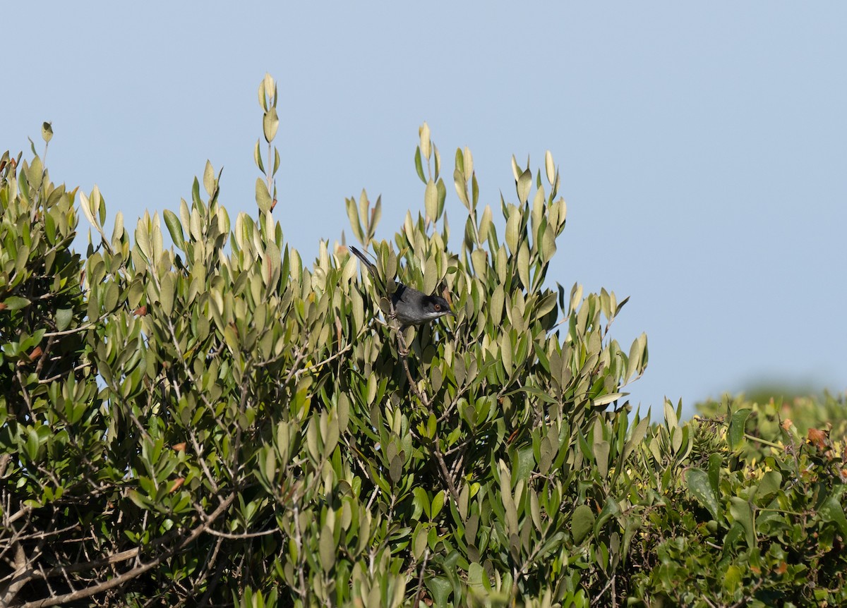 Txinbo burubeltza - ML646642180