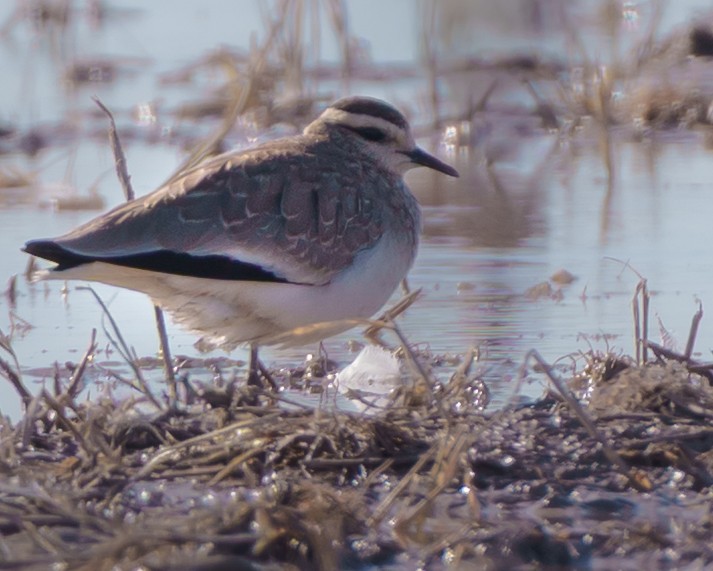 Pavoncella gregaria - ML646642181