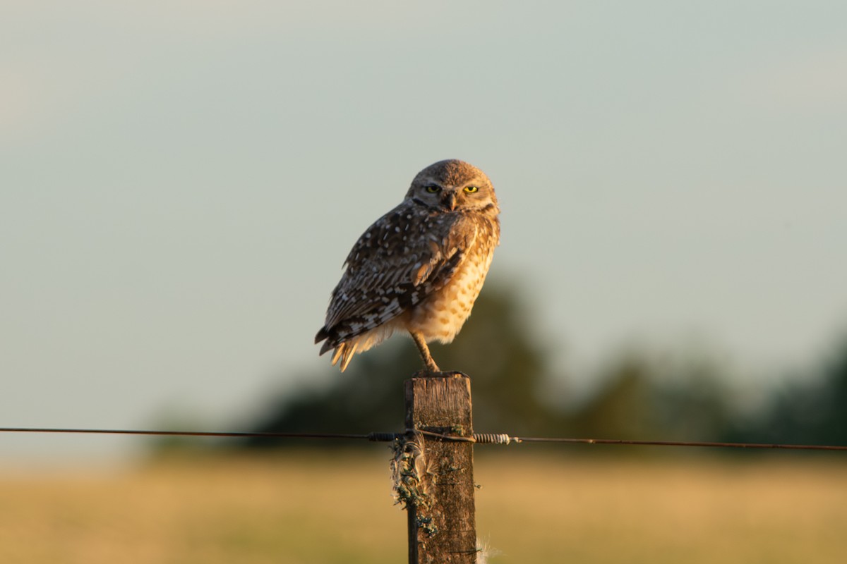 Сич американський - ML646642183