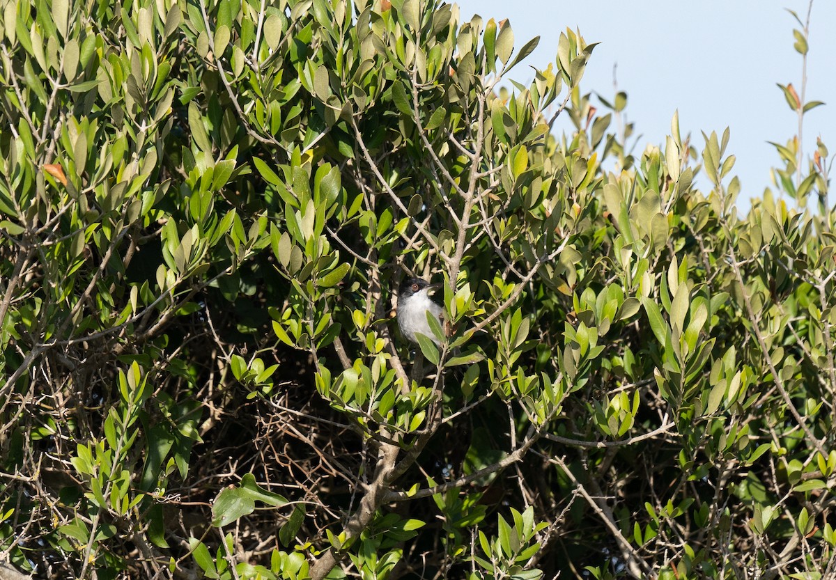 Txinbo burubeltza - ML646642184