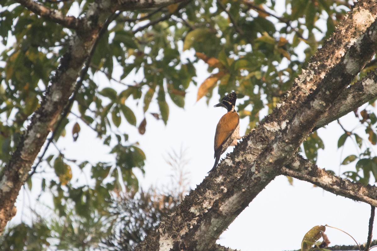 Malabar Flameback - ML646642185