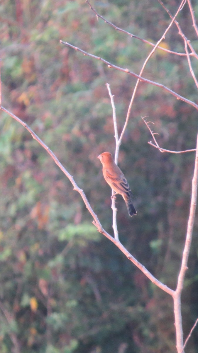 papežík modrý - ML646642186