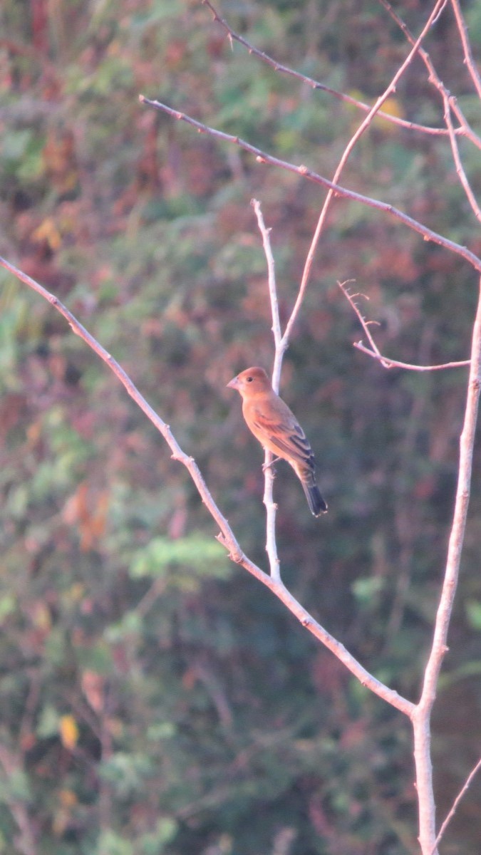 papežík modrý - ML646642187