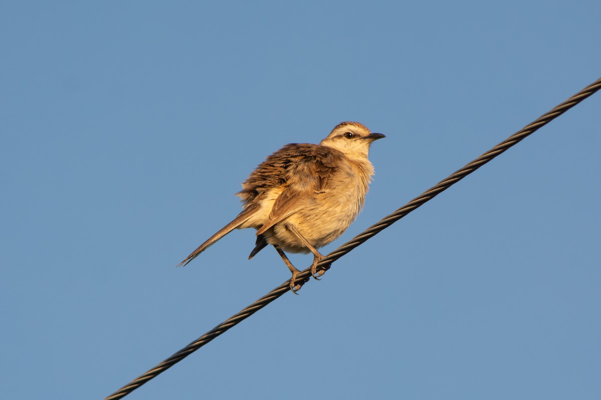 Пересмішник білобровий - ML646642189