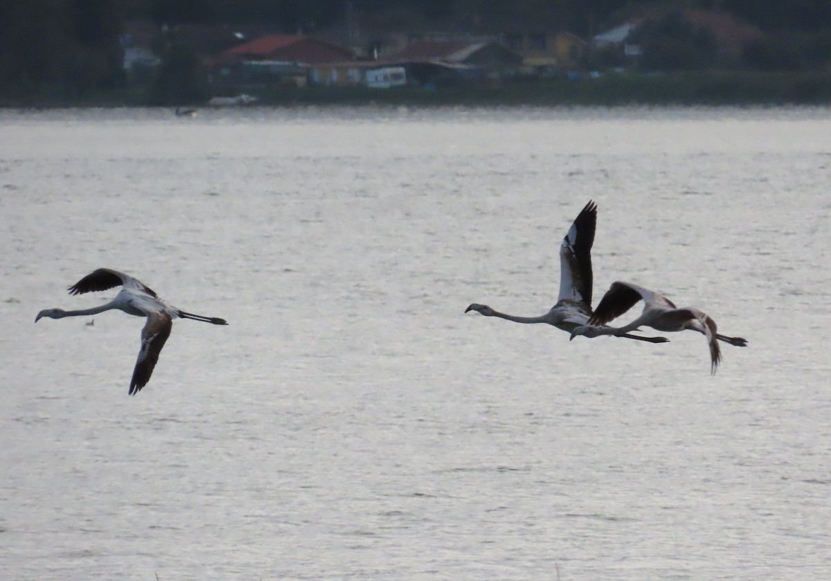 Greater Flamingo - ML646642190