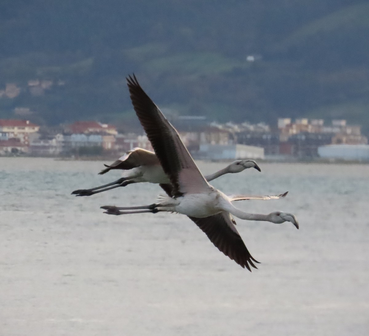 Greater Flamingo - ML646642191