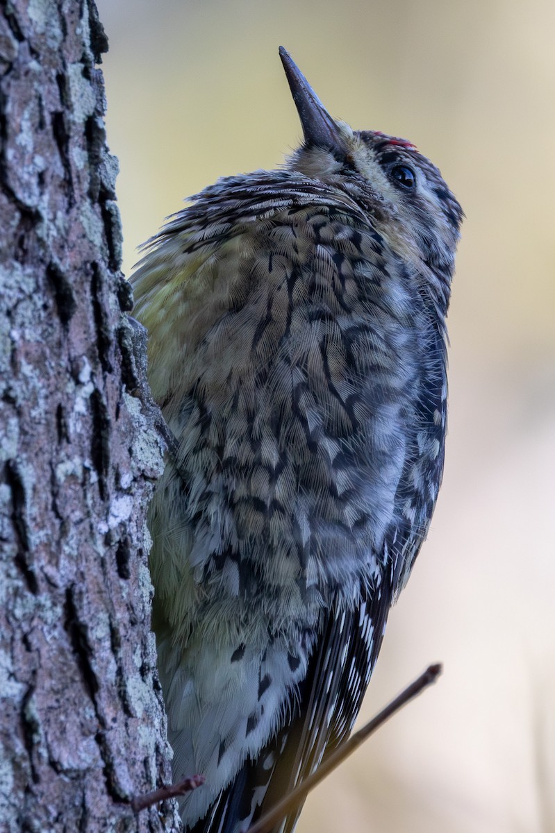 Дятел-смоктун жовточеревий - ML646642192