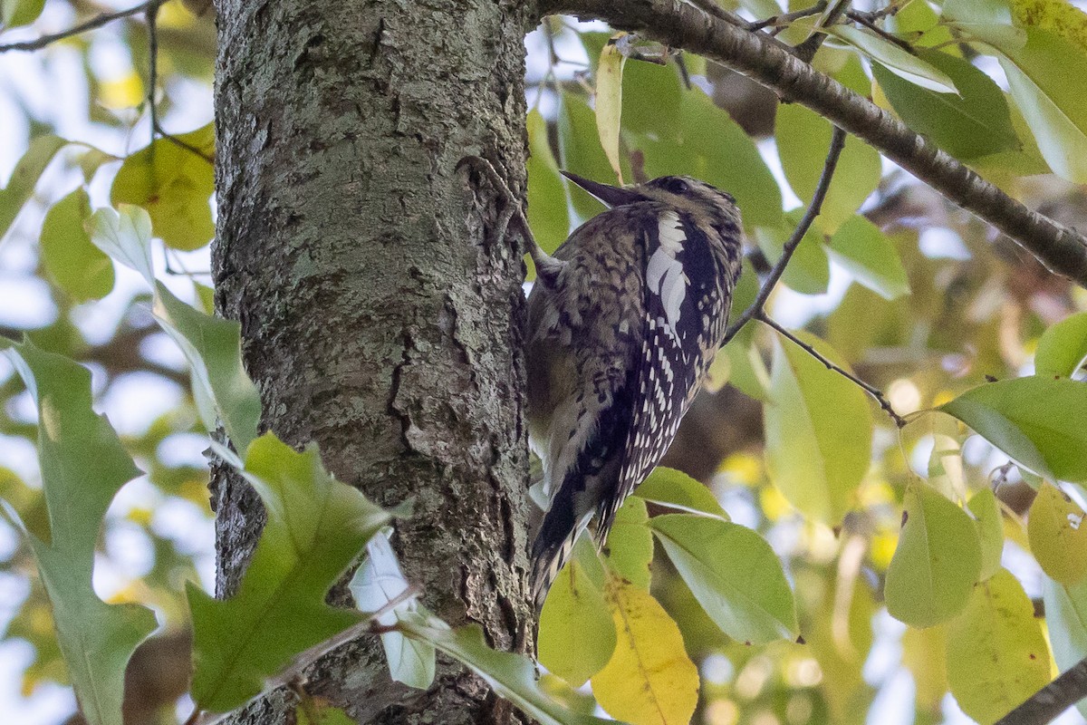 Дятел-смоктун жовточеревий - ML646642193