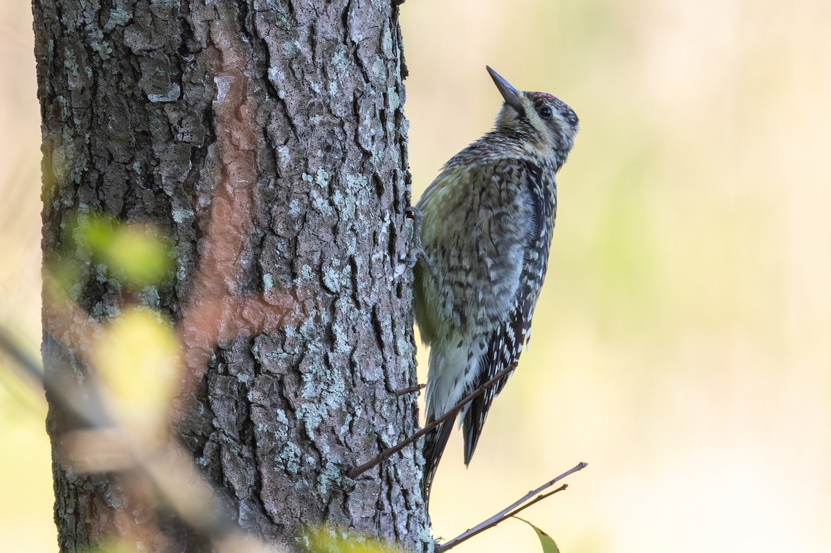 Дятел-смоктун жовточеревий - ML646642194