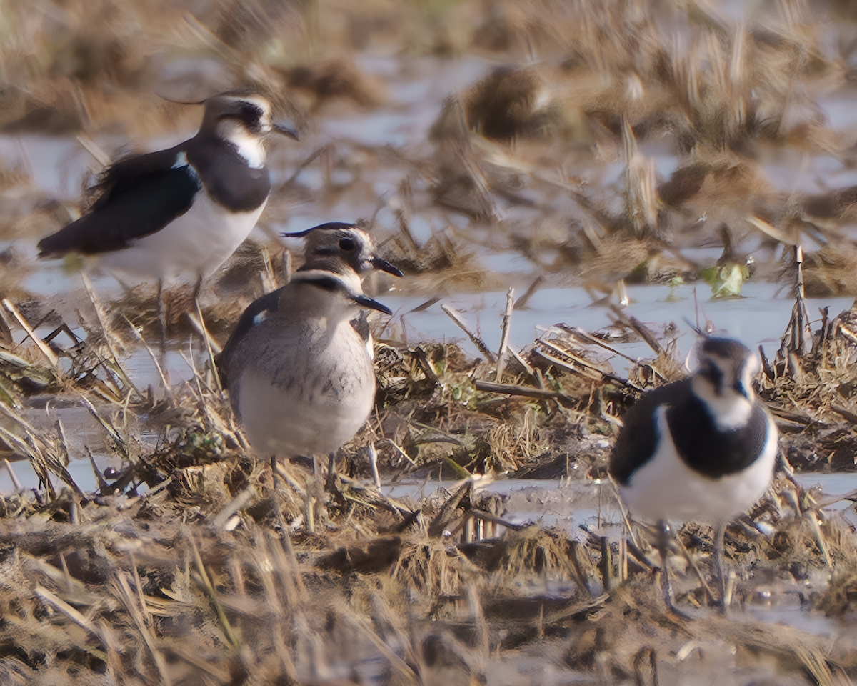 Pavoncella gregaria - ML646642195