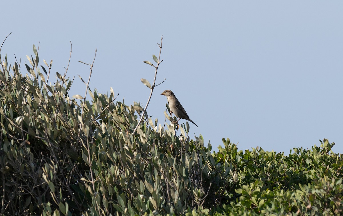 Gorrión Común - ML646642198