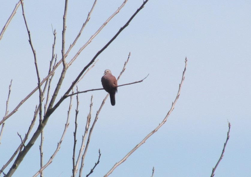 Ruddy Ground Dove - ML646642199