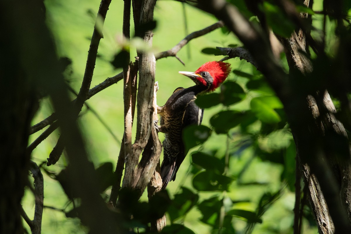 Lineated Woodpecker - ML646642200