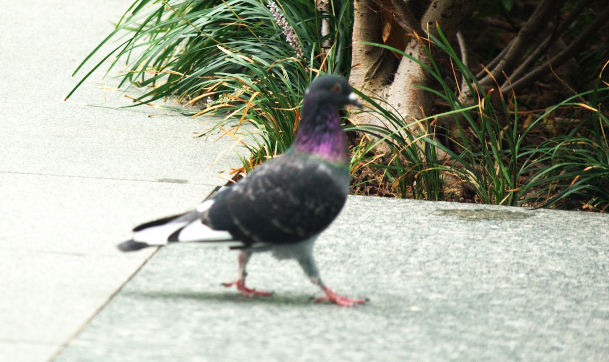 Piccione domestico - ML646642203