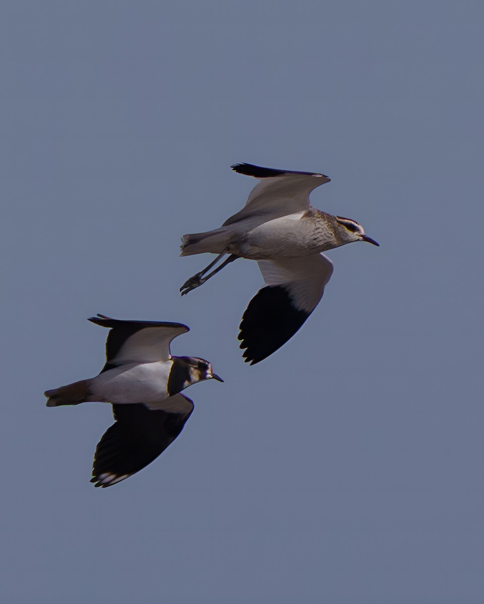 Pavoncella gregaria - ML646642205