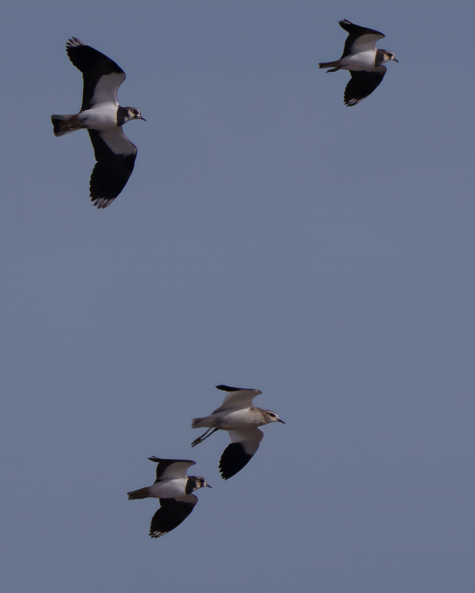 Pavoncella gregaria - ML646642207