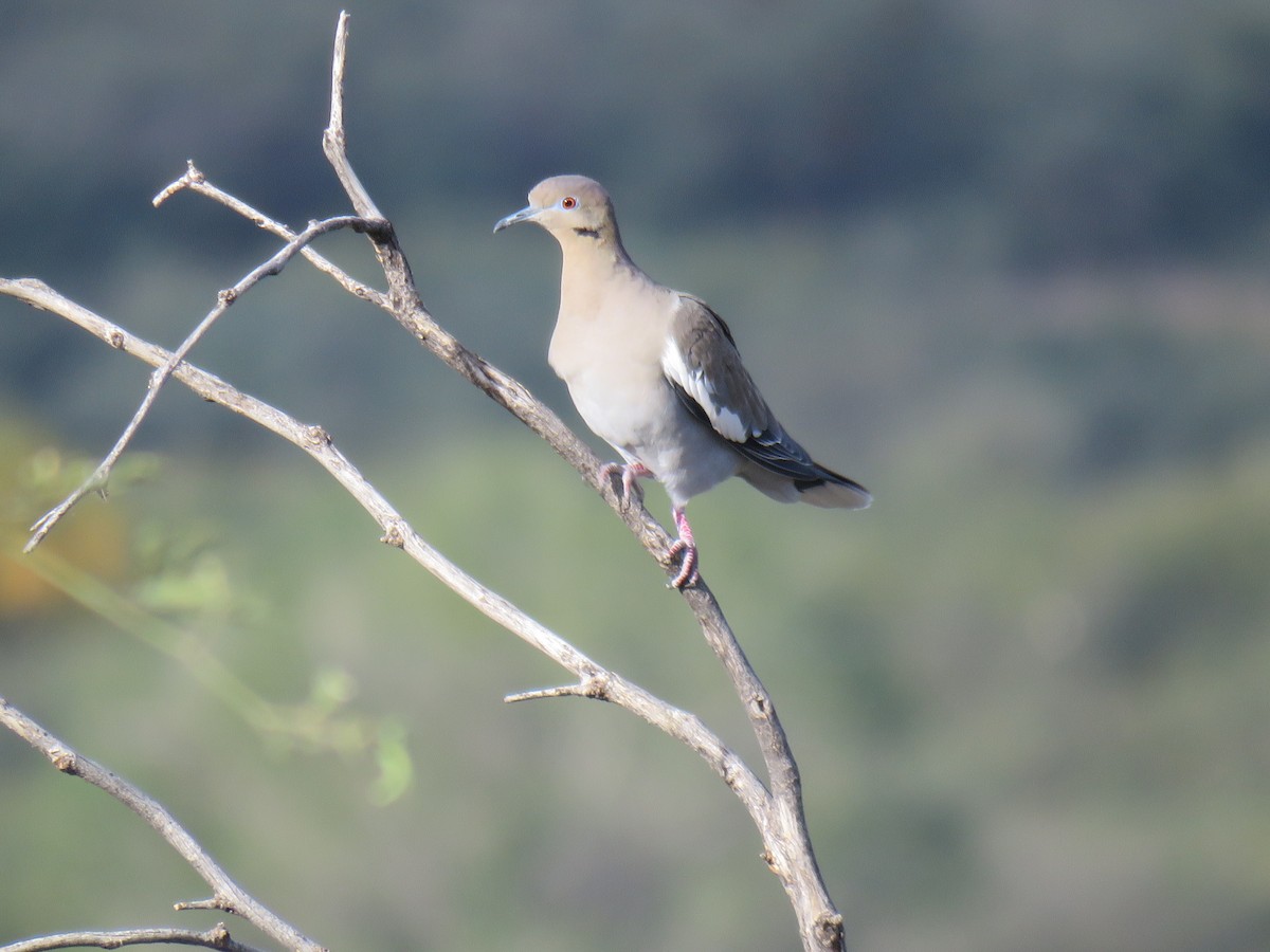 White-winged Dove - ML646642208