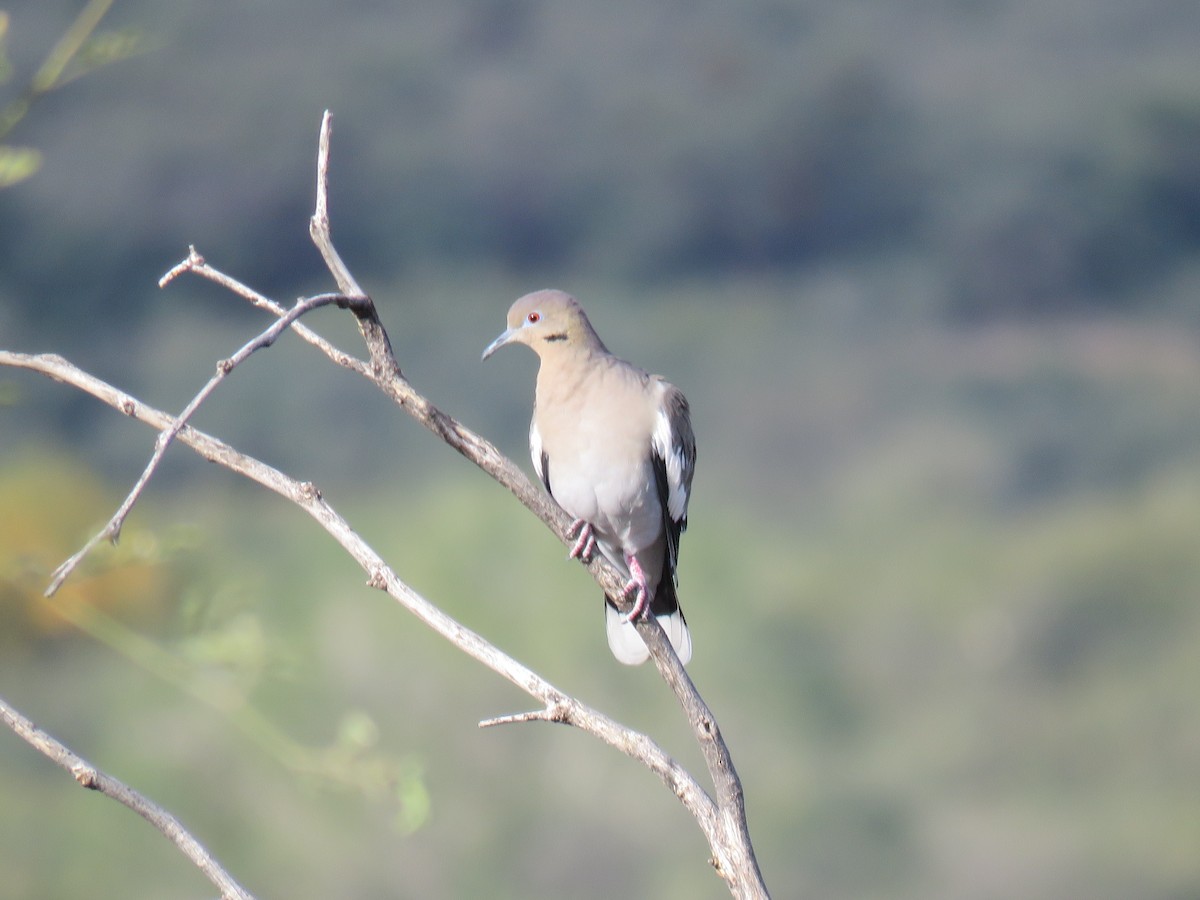 White-winged Dove - ML646642209