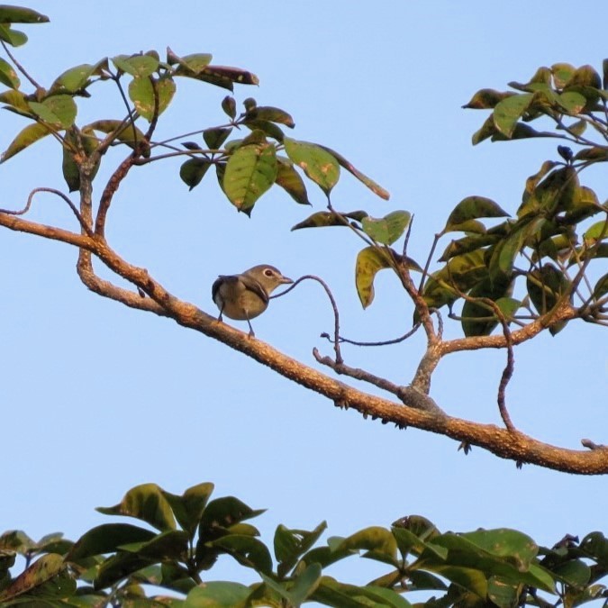 Plumbeous Vireo - ML646642210