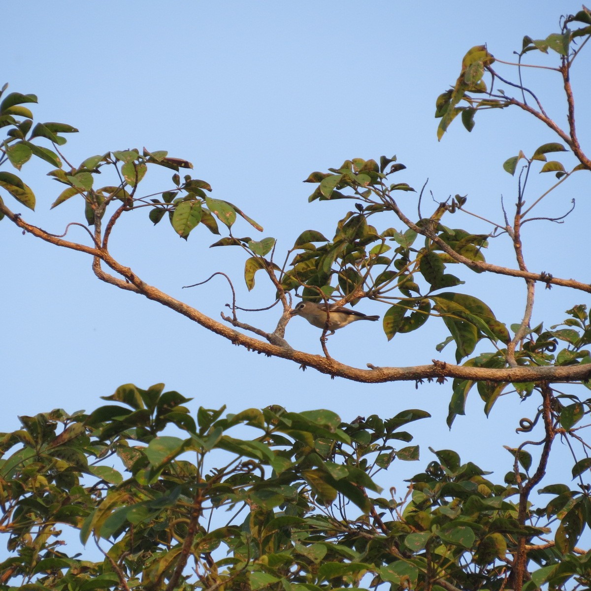 Plumbeous Vireo - ML646642211