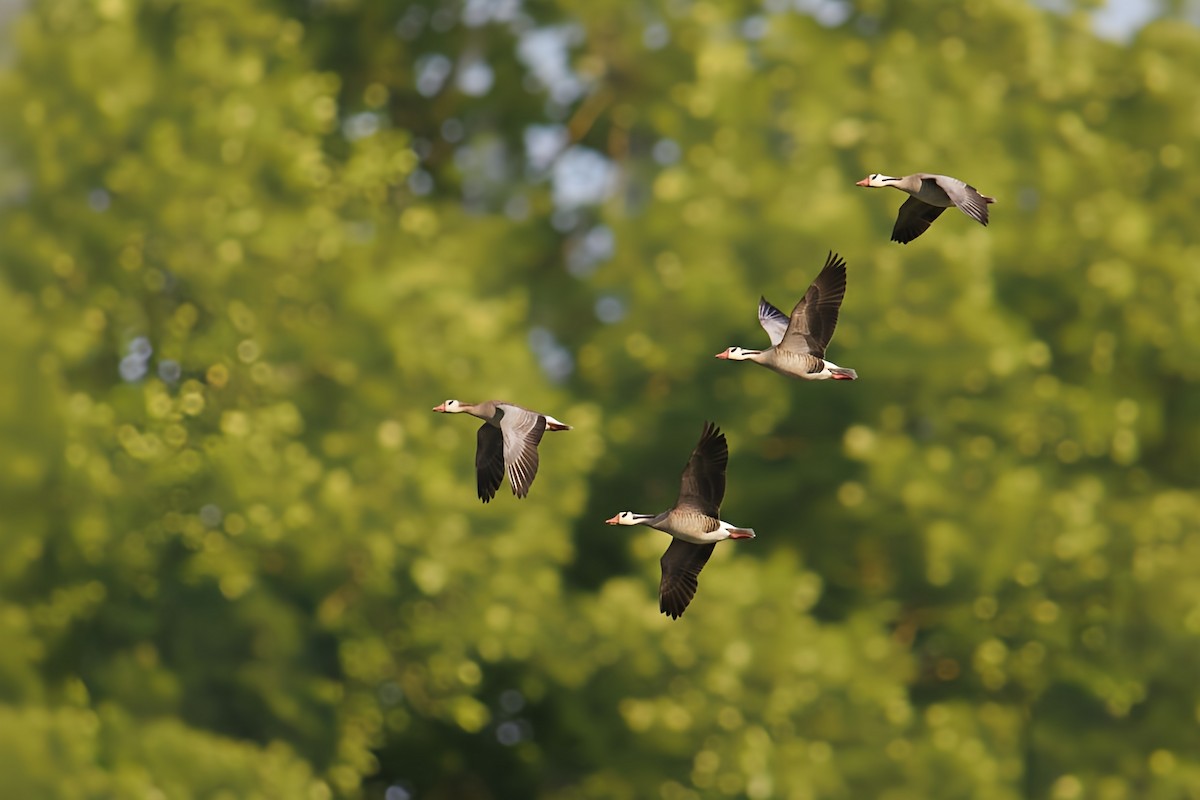 grågås - ML646642212