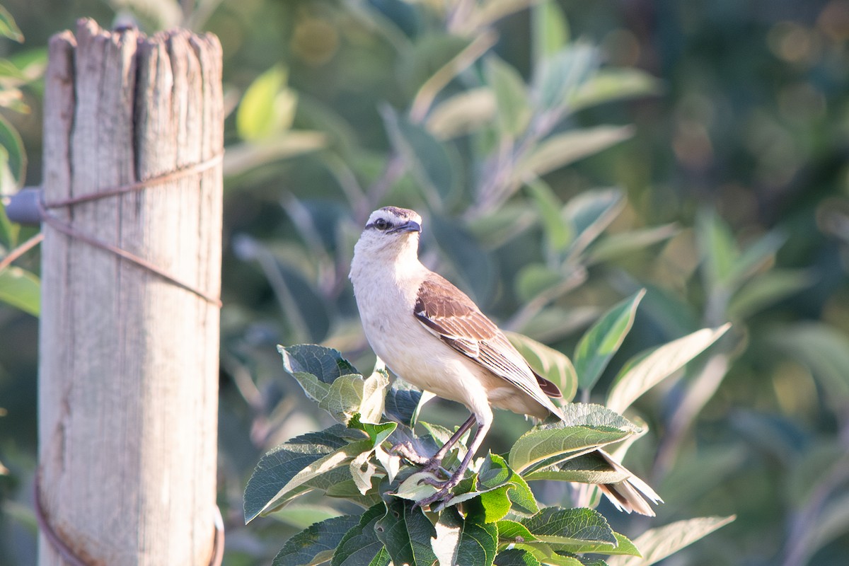 Пересмішник білобровий - ML646642213