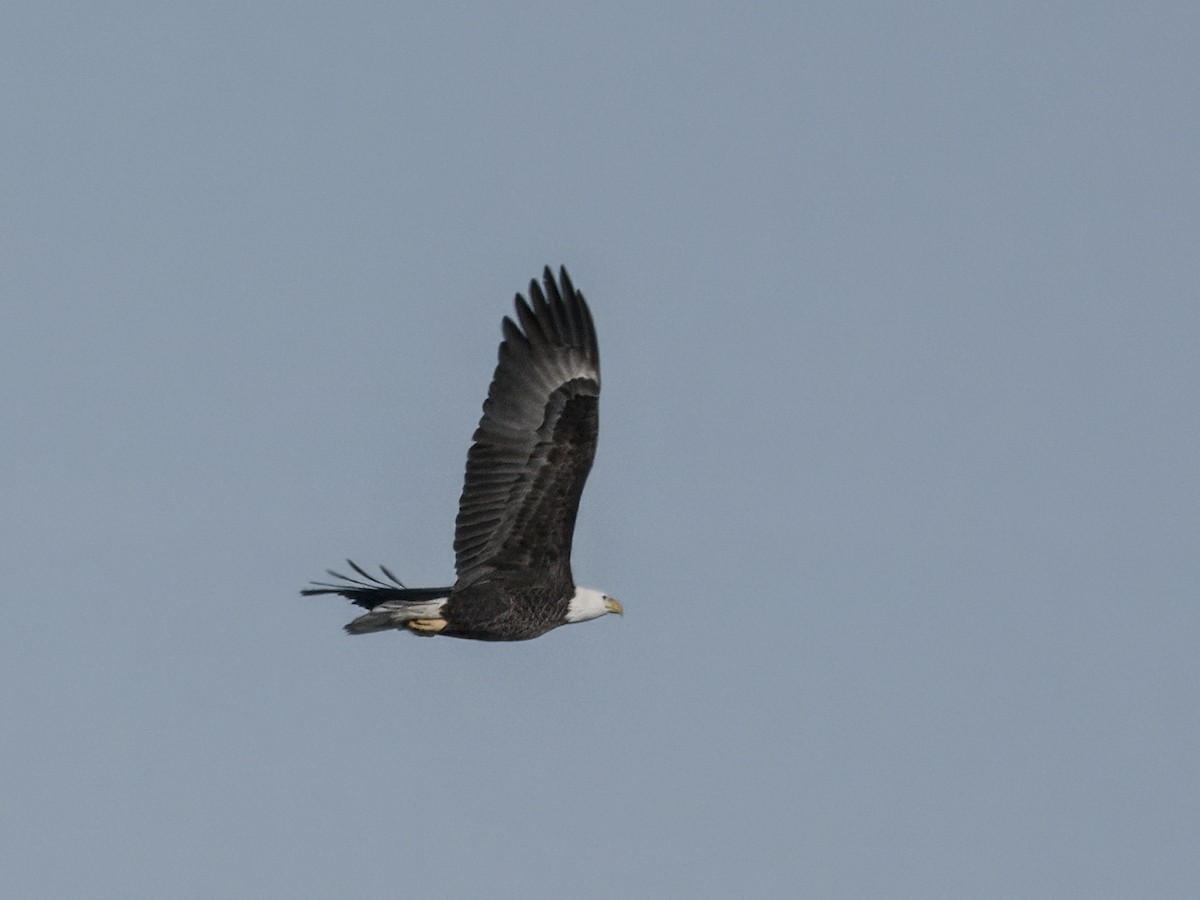 Bald Eagle - ML646642218