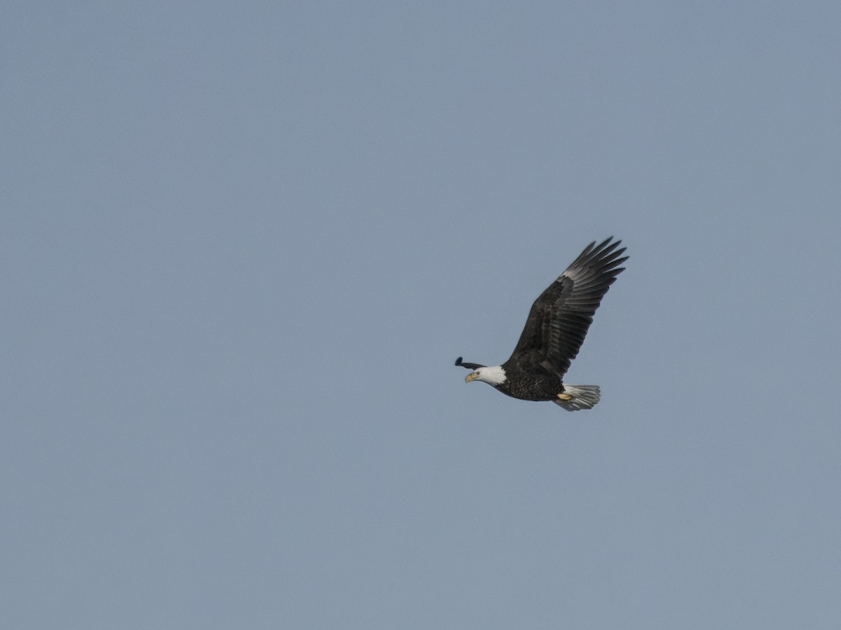 Bald Eagle - ML646642220