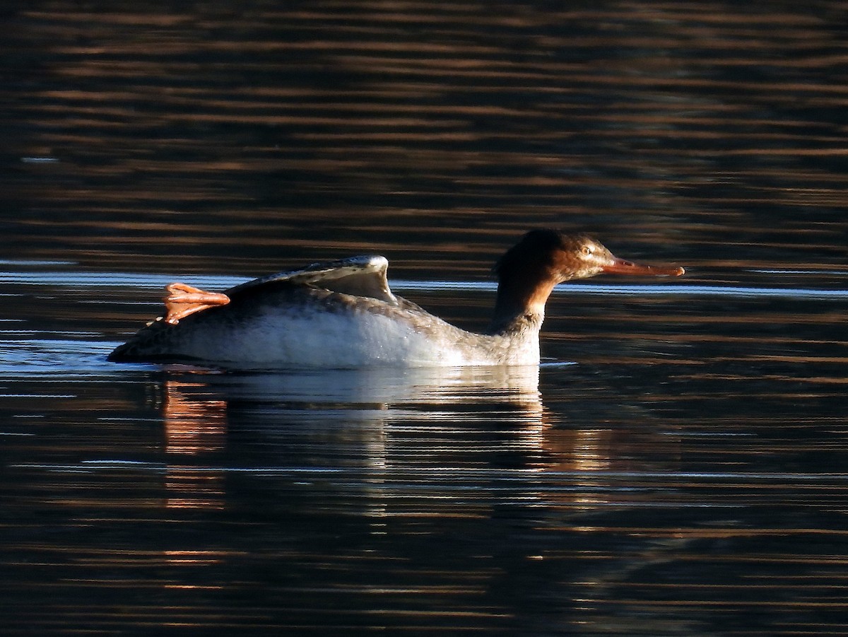 Mittelsäger - ML646642221