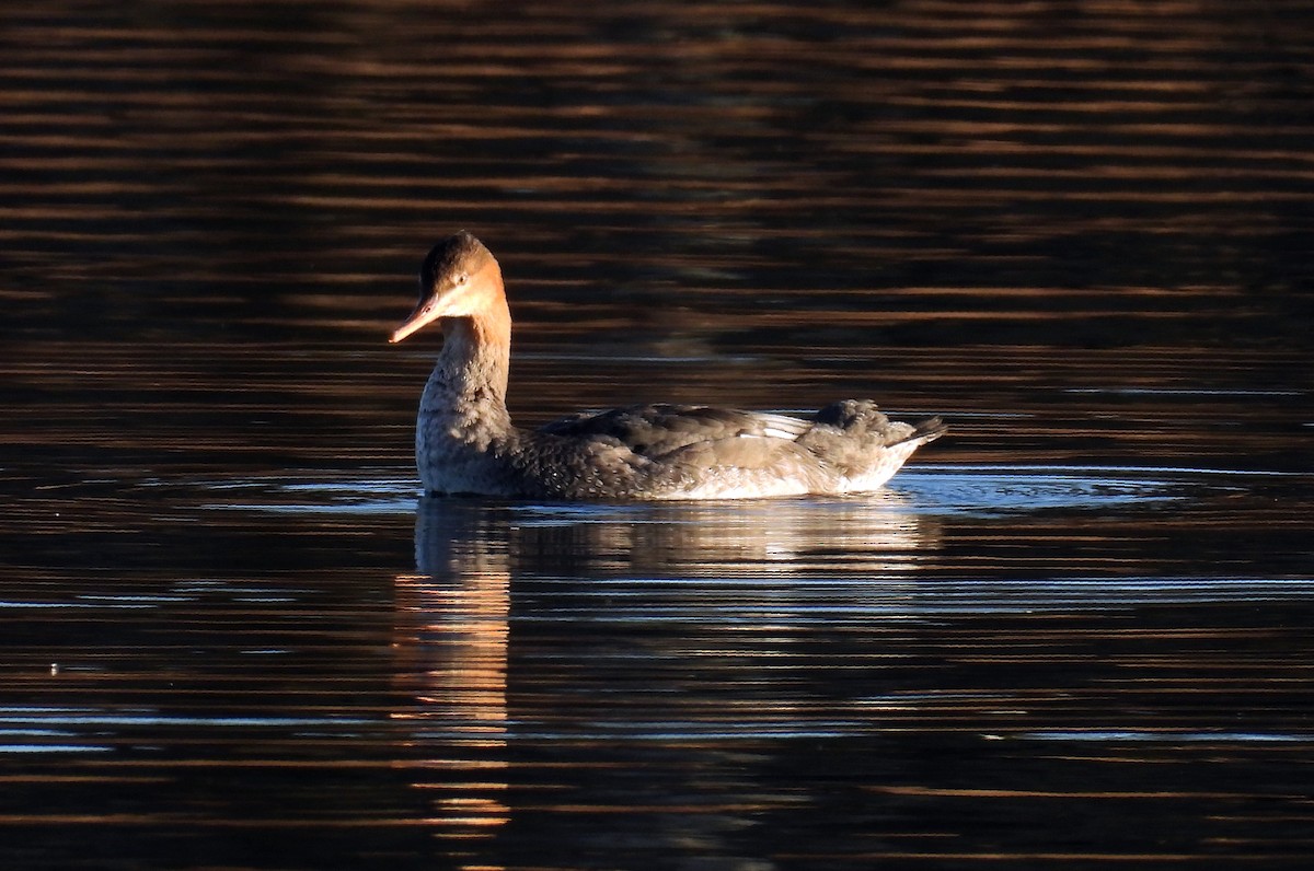 Mittelsäger - ML646642222