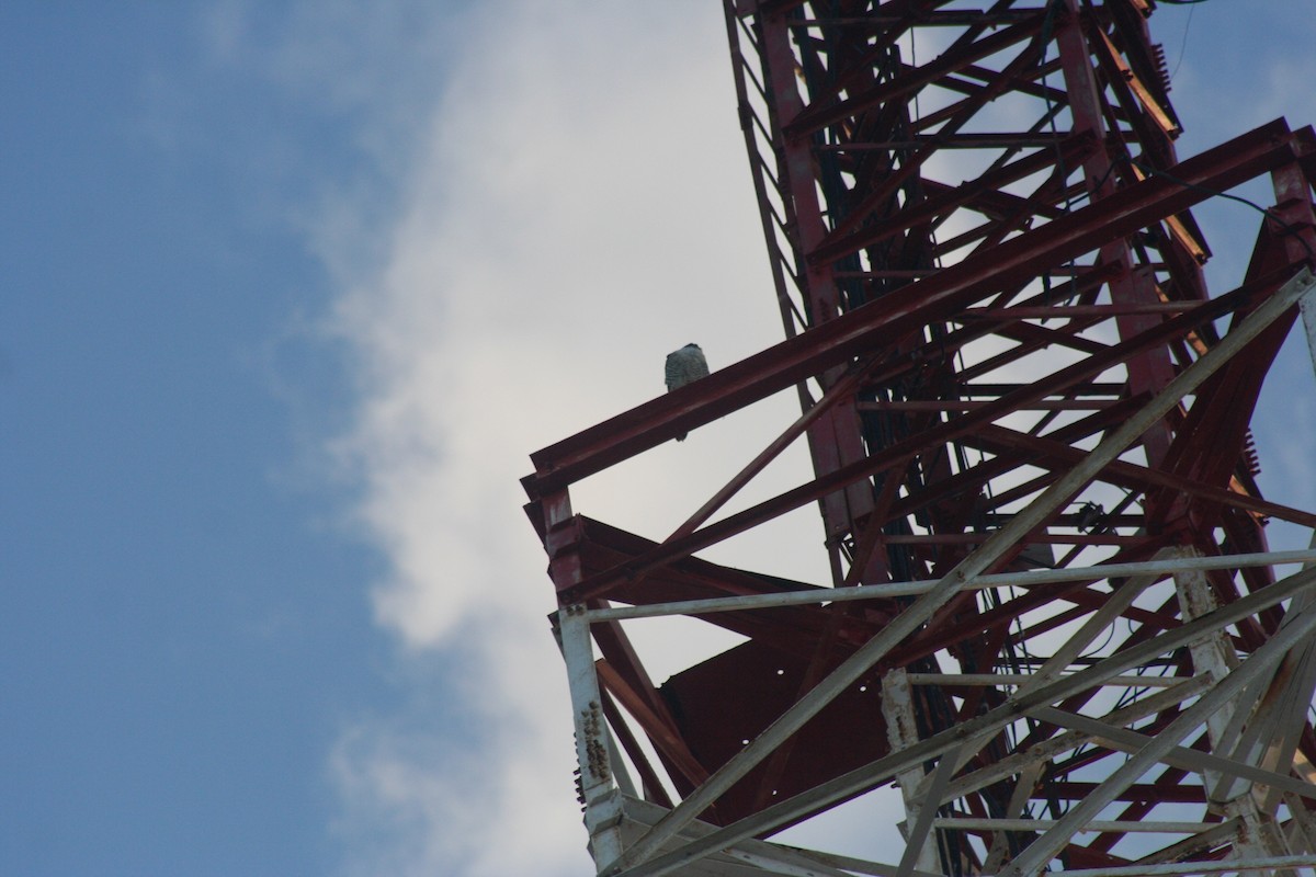 Peregrine Falcon - ML646642223